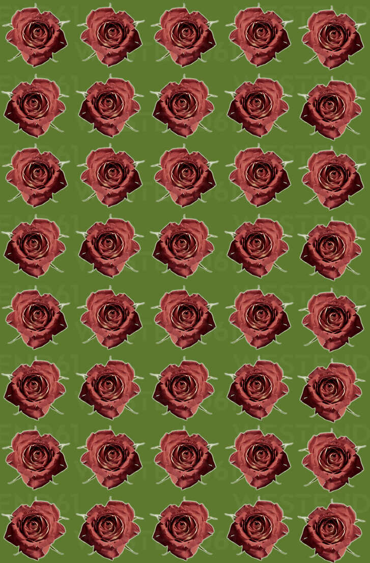 Floral Pattern With Roses Close Up Stockphoto