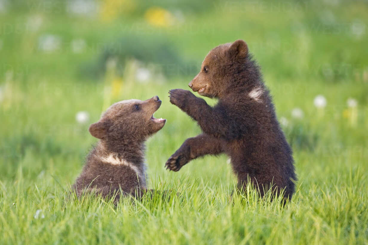 European Brown Bear Cubs Playing ((Ursus arctos), closeup FOF00291