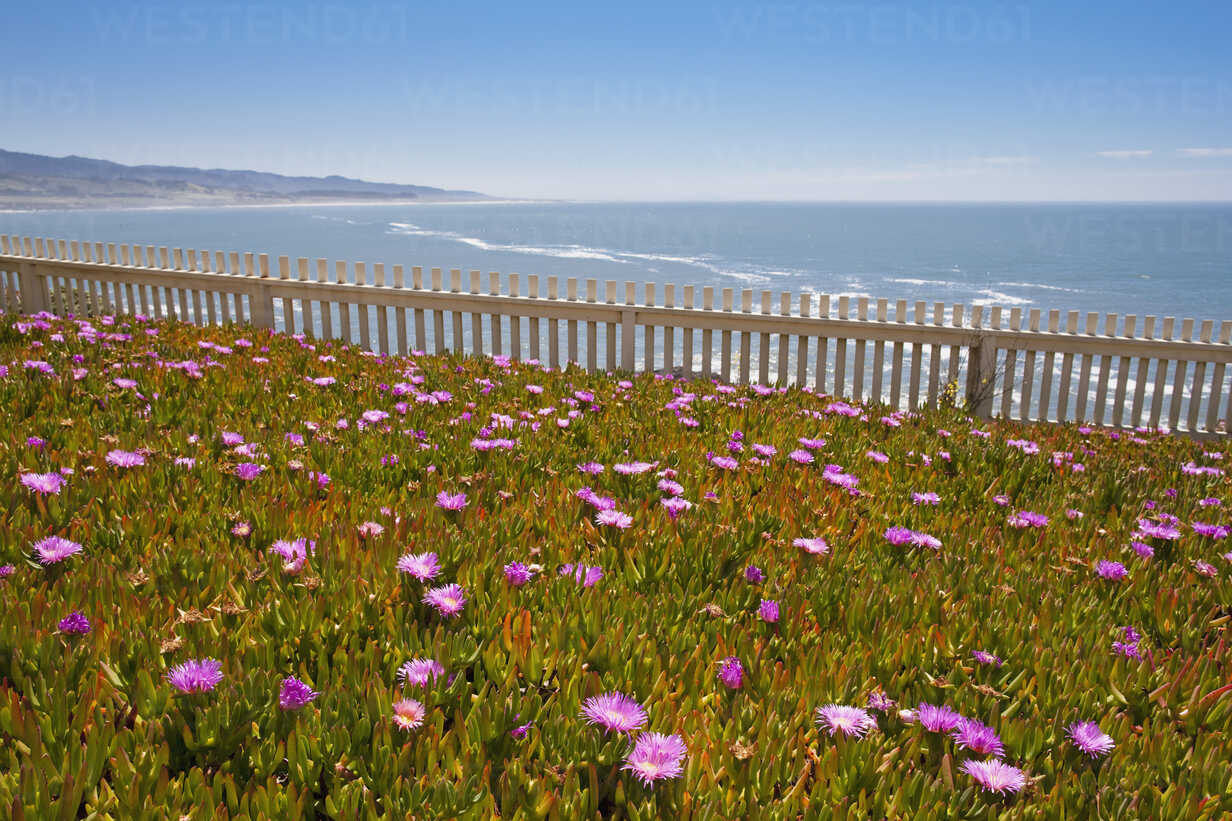 Usa California Ice Plant Flowers In Meadow Carpobrotus Edulis Stockphoto