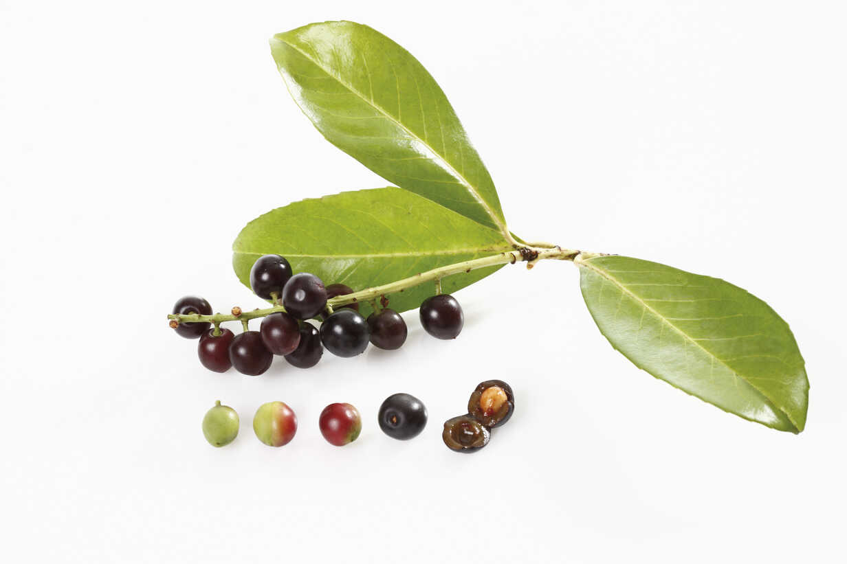 Cherry Laurel Leaves Prunus Laurocerasus And Fruits Elevated View Stockphoto