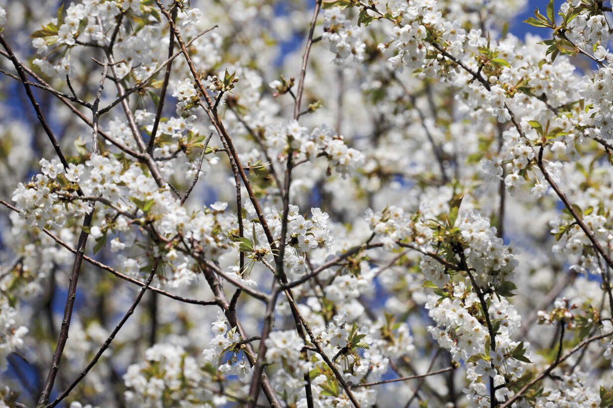 Germany, Flowering cherry tree – Stockphoto