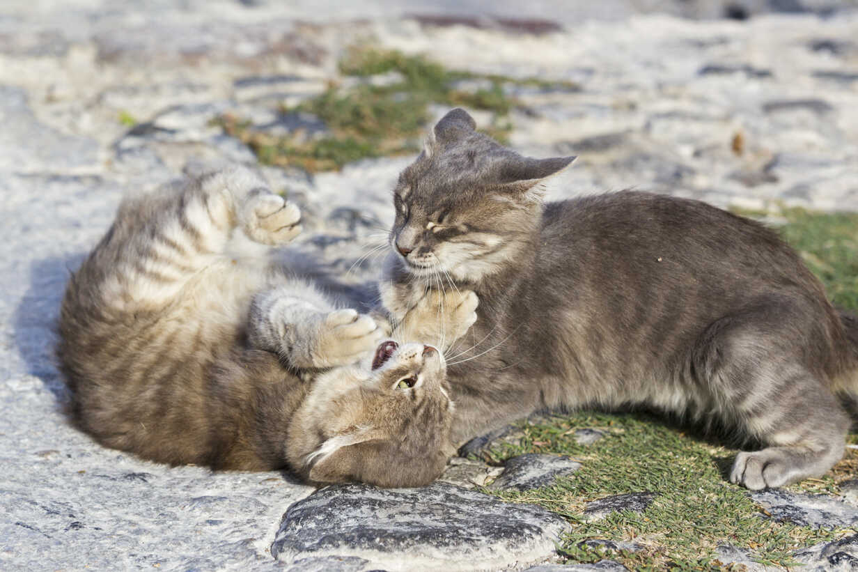 Europe Greece Cyclades Santorini Two Cats Playing On The Street Stockphoto