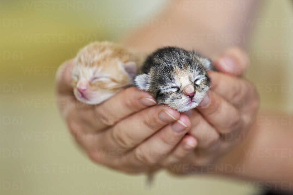 Germany Mature Woman Holding Newborn Kittens Close Up Stockphoto