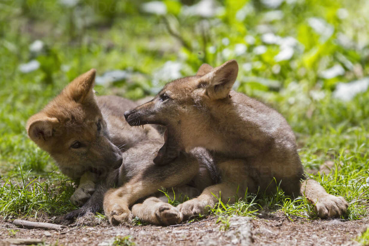 Germany, Bavaria, Gray wolf pups are playing – Stockphoto