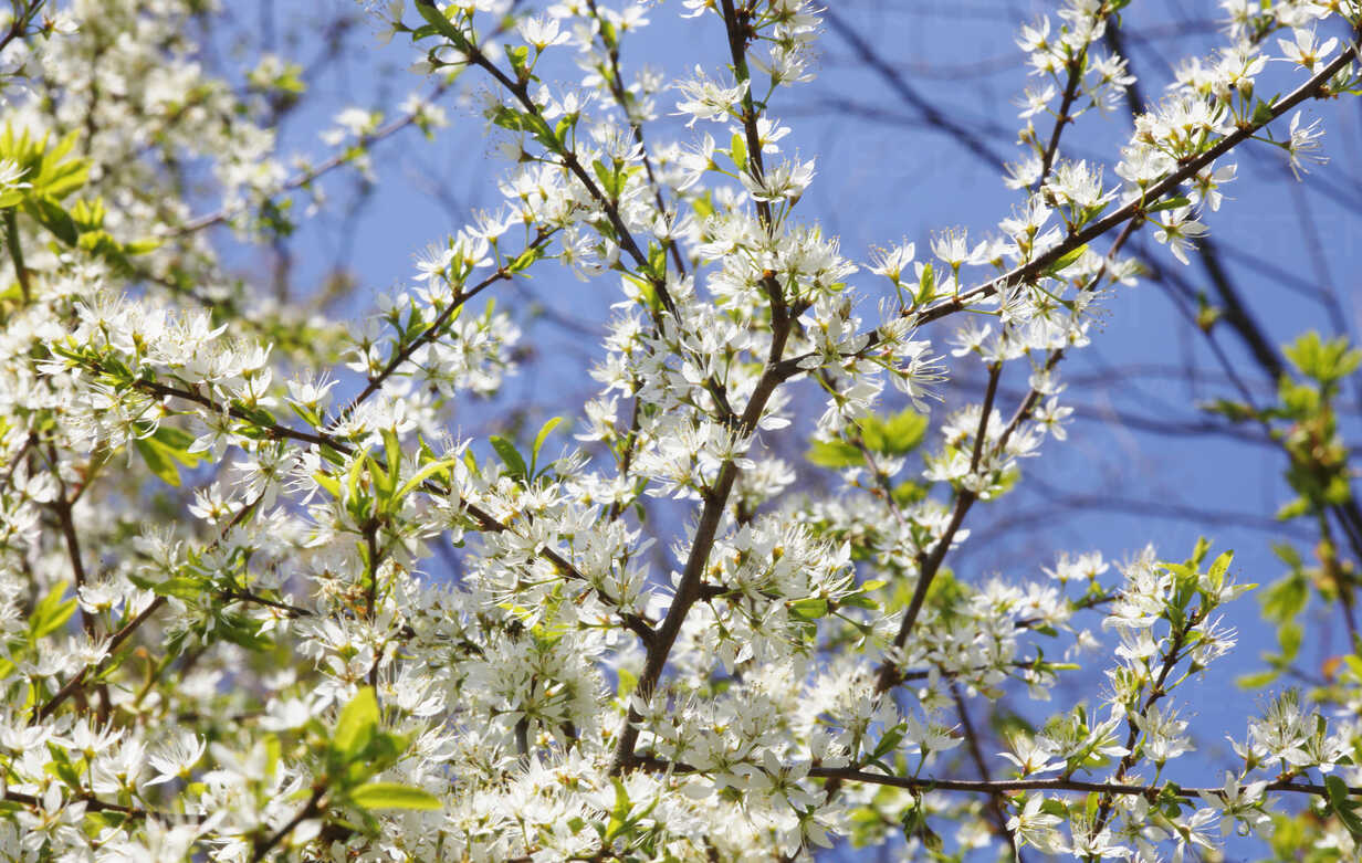 Germany, Tree blossoming in spring - JTF000298 - Thomas Jäger/Westend61