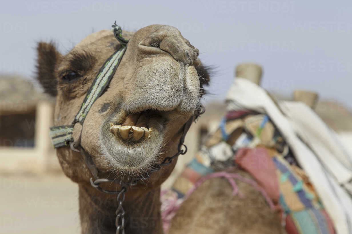 Egypt Hurghada Portrait Of Chewing Dromedary Camel Camelus Dromedarius Stdf000111 Stefan Deutsch Westend61