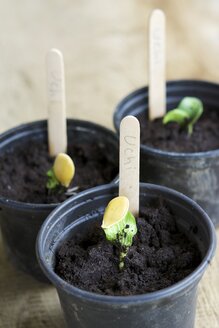 Red Kuri Squash Seedlings In Pots Stockphoto