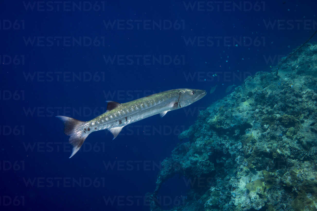 Oceania Palau Great Barracuda Sphyraena Barracuda Stockphoto