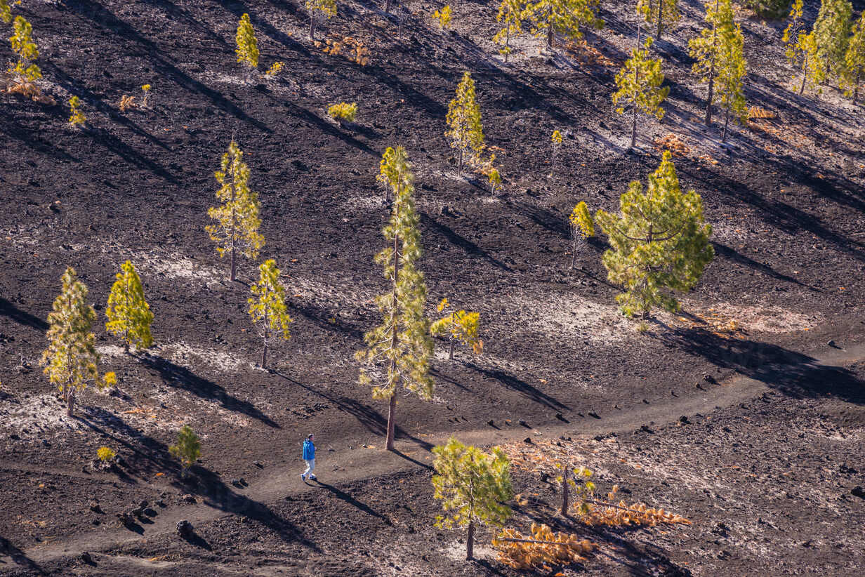 Spain Canary Islands Tenerife Mirador De Chio Canary Island Pines Pinus Canariensis Hiker Stockphoto