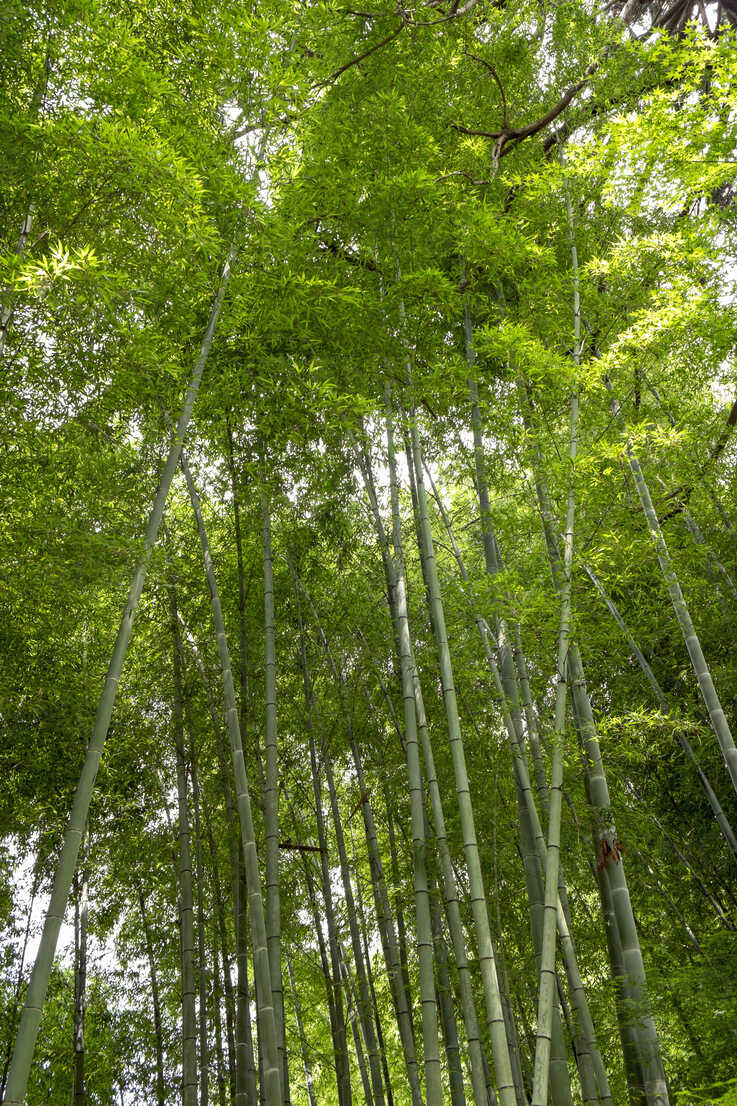 Japan Kyoto Bamboo Forest Hlf Hartmut Loebermann Westend61