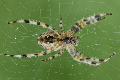 European Garden Spider Araneus Diadematus Mjof000728 Mark