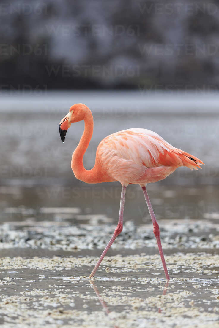 Ecuador Galapagos Islands Floreana Punta Cormorant Pink Flamingo Walking In A Lagoon Fof0074 Fotofeeling Westend61
