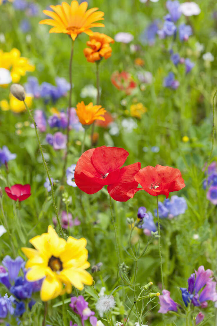 Poppies On Field Of Flowers Stockphoto