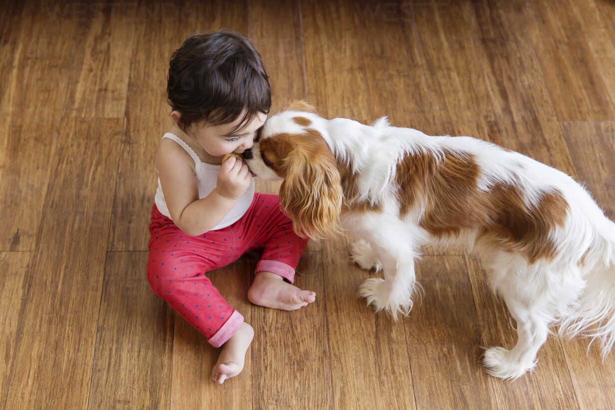Toddler Girl Sitting On Wooden Floor Sharing Cookie With The Dog
