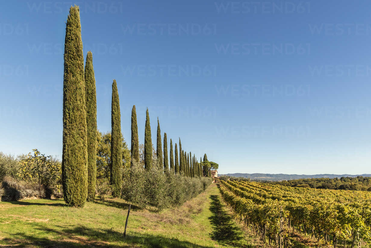 Italy Tuscany Typical Landscape With Vineyard And Cypresses Cstf Carmen Steiner Westend61