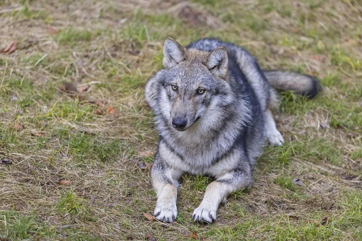 Germany National Animal - Europe's Great Predators / Germany | TATRA