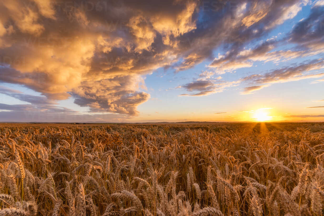 United Kingdom East Lothian Wheat Field At Sunset Stockphoto