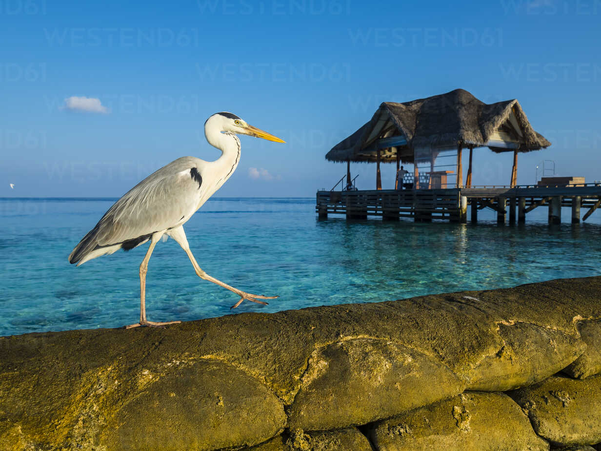 Maledives Ross Atoll Grey Heron Ardea Cinerea Walking On Bank Reinforcement Stockphoto