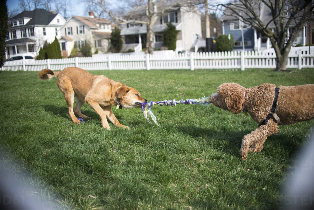 Two dogs playing tug of war with rope in garden – Stockphoto