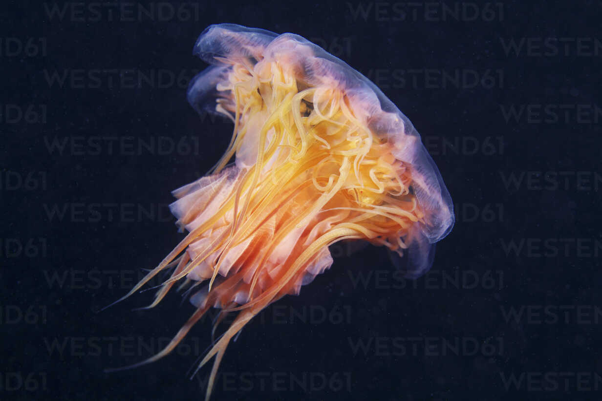 Lion S Mane Jellyfish Cyanea Capillata Stockphoto