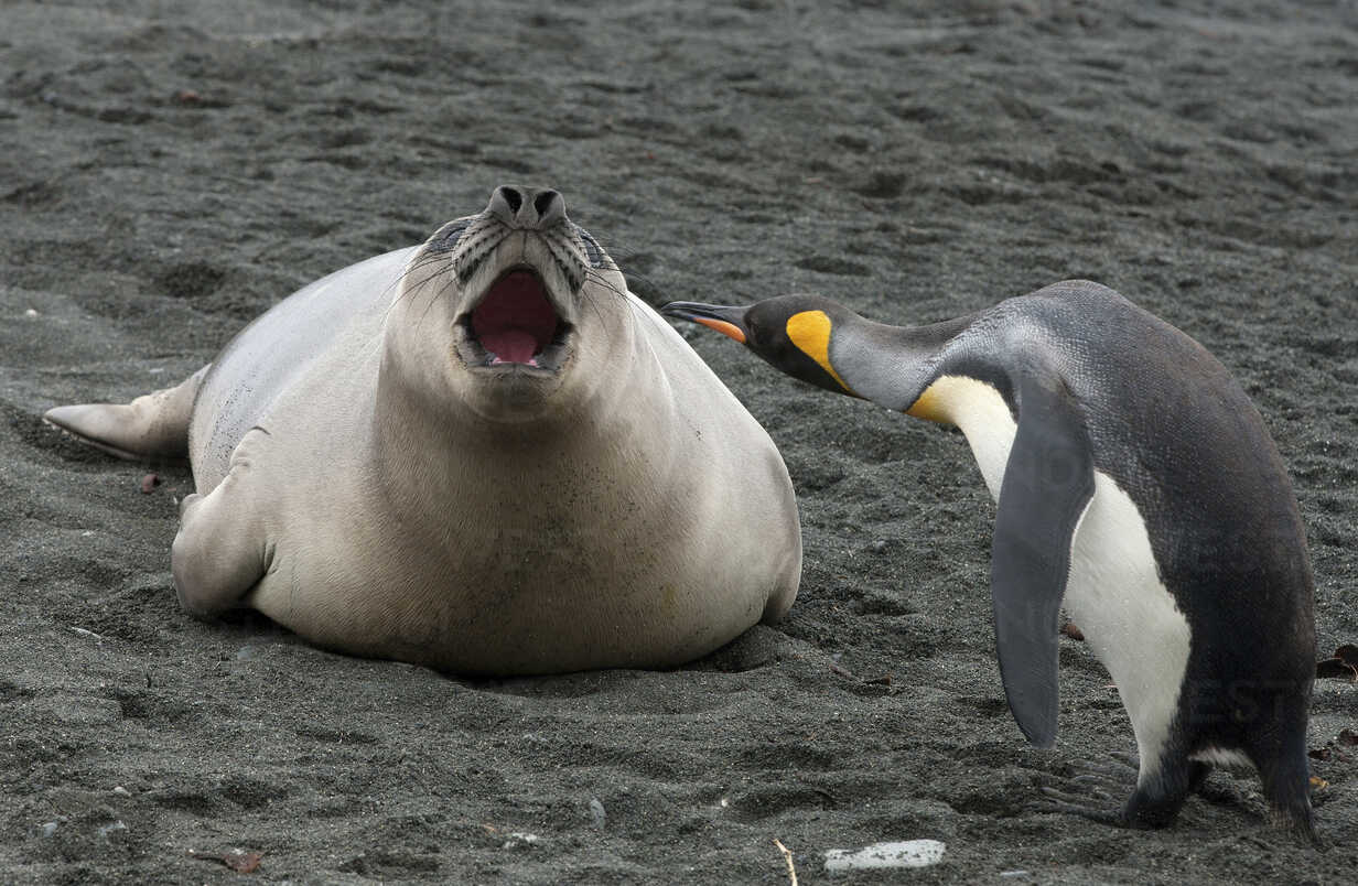 King penguin with Elephant Seal weaner, Macquarie Island, Southern