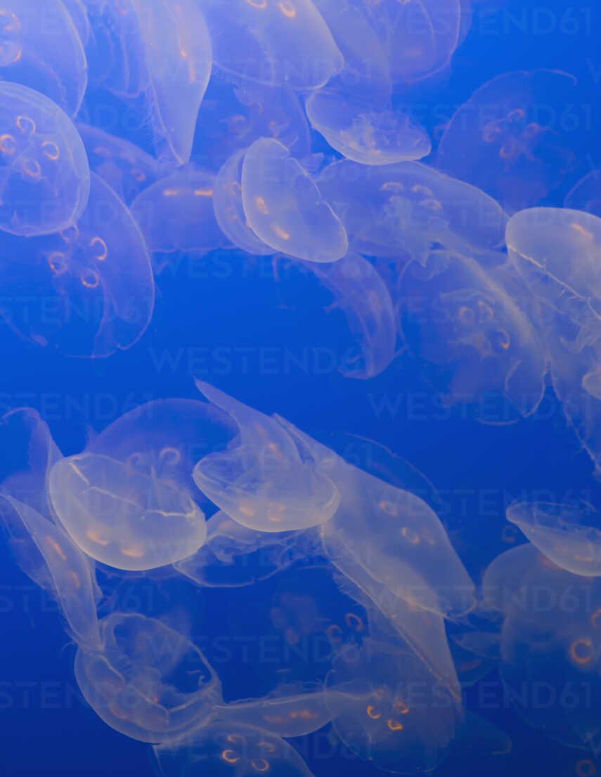 The Ghostly Translucent Moon Jelly Fish At Monterey Bay Aquarium Minf071 Mint Images Westend61