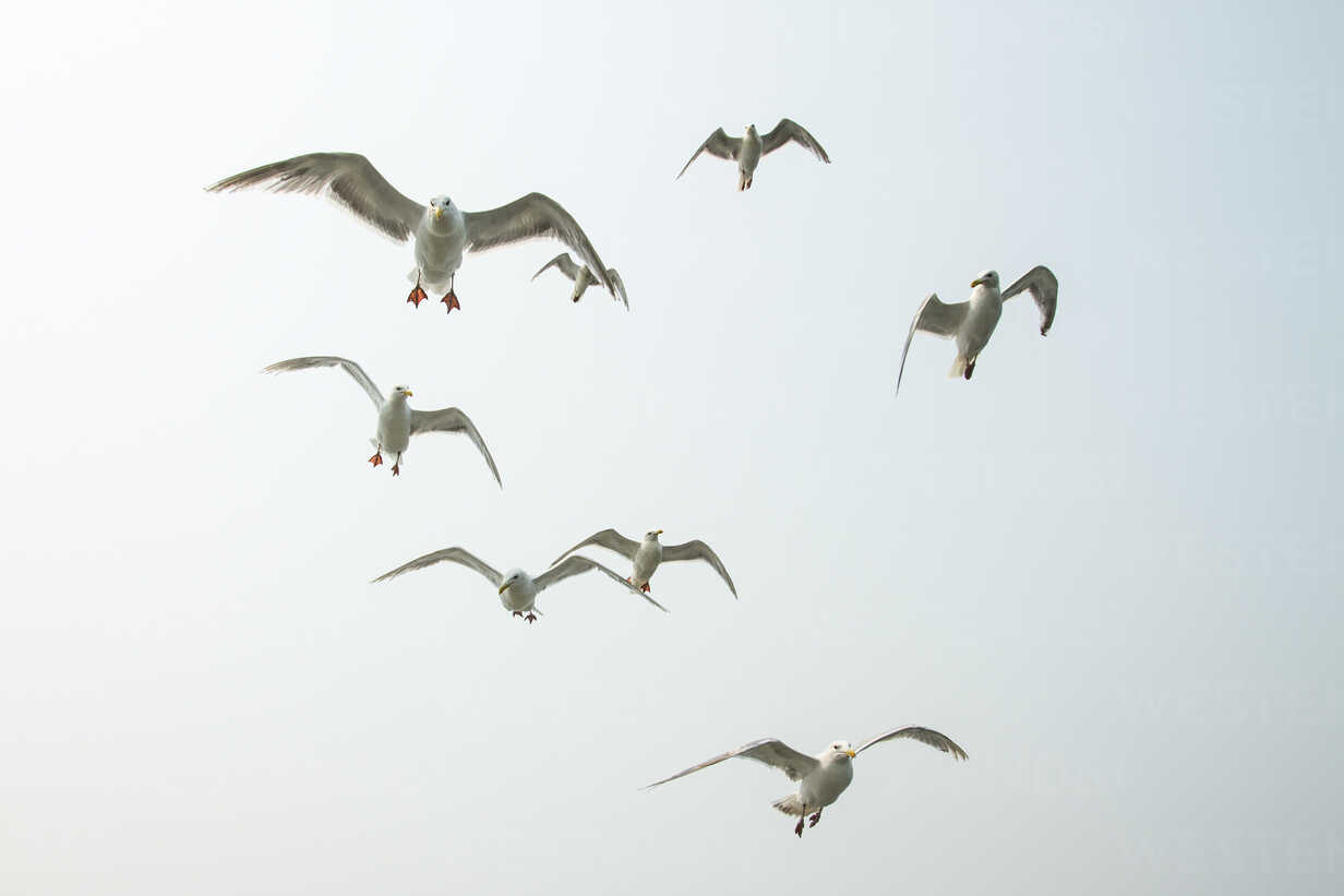 Low Angle View Of Seagulls Flying Against Clear Sky Cavf Cavan Images Westend61