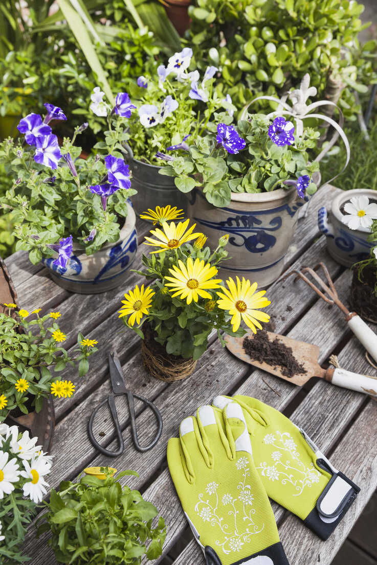 Different Summer Flowers And Gardening Tools On Garden Table Gwf05780 Gaby Wojciech Westend61