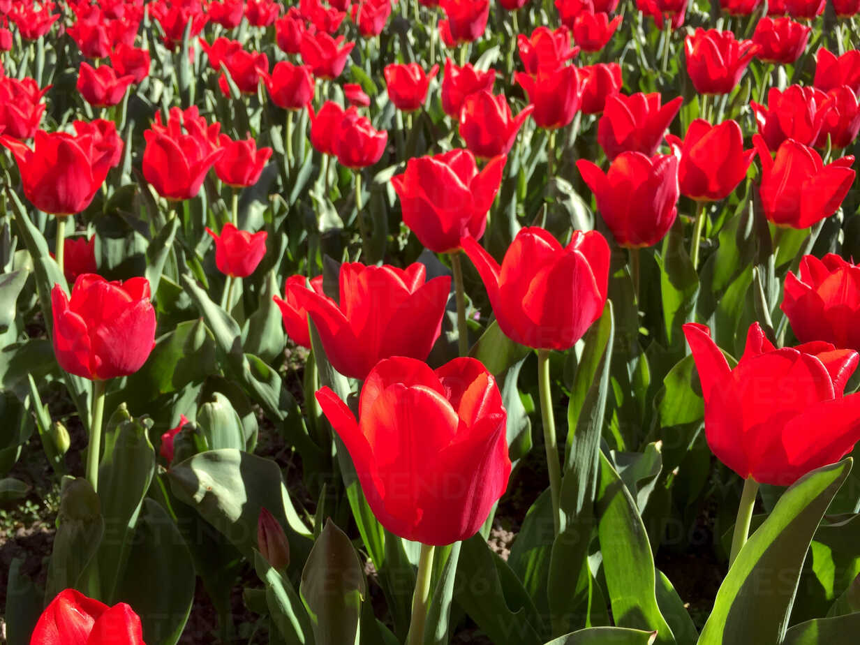 Blooming Tulips Stockphoto