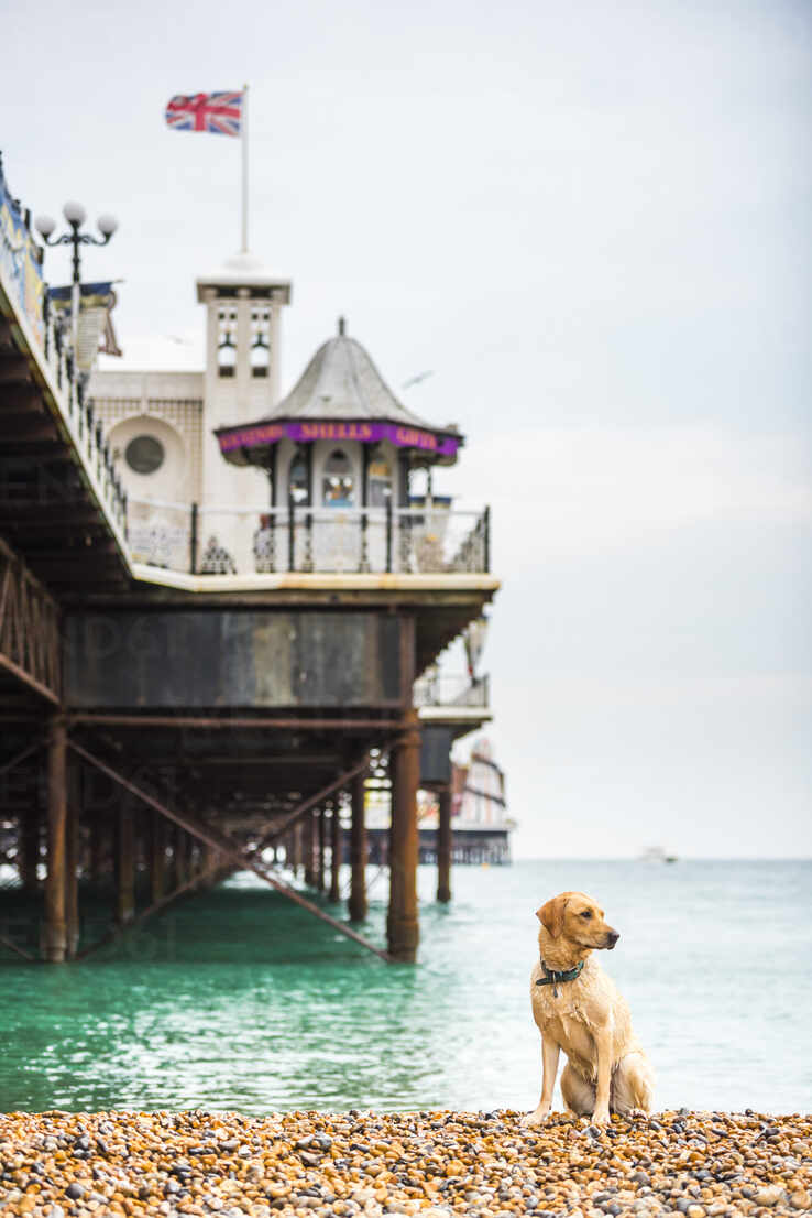 Golden Labrador On Brighton Beach Brighton And Hove East Sussex England United Kingdom Europe Rhplf Rhpl