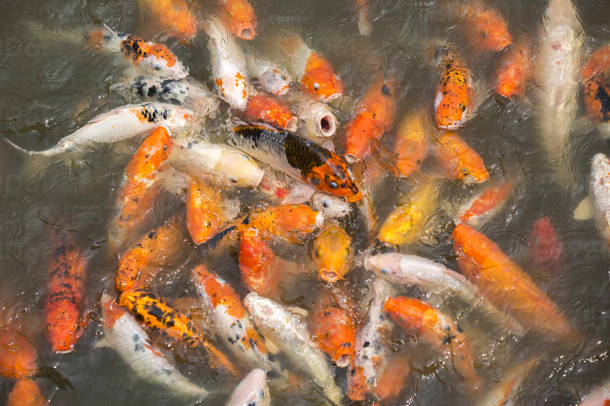 A Large School Of Koi Fish Cluster Together Cavf69110 Cavan Images Westend61