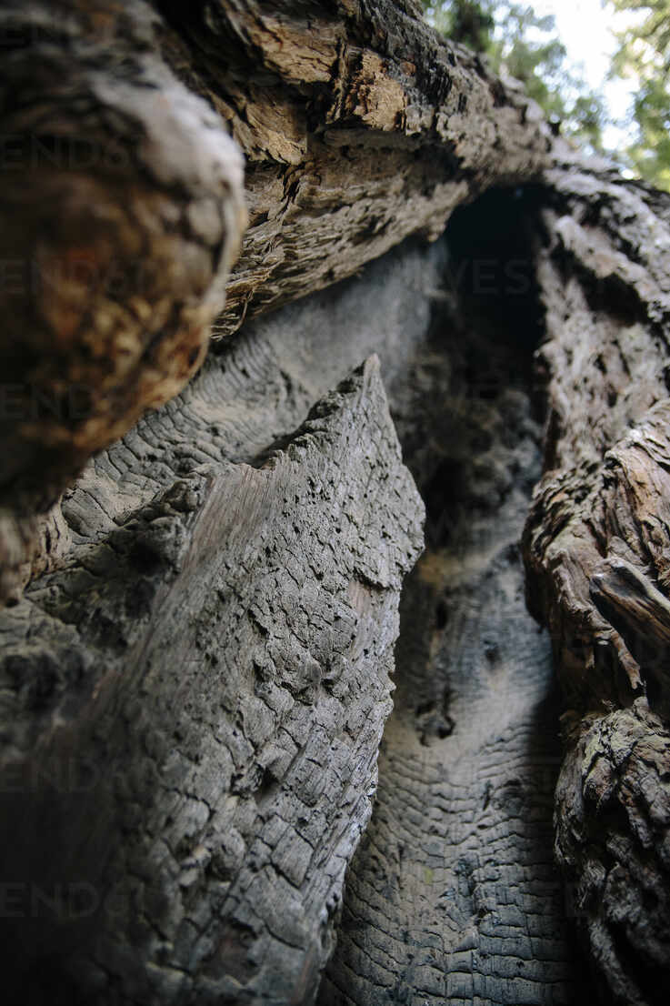 Low Angle View Of Cracked Tree Trunk Stockphoto