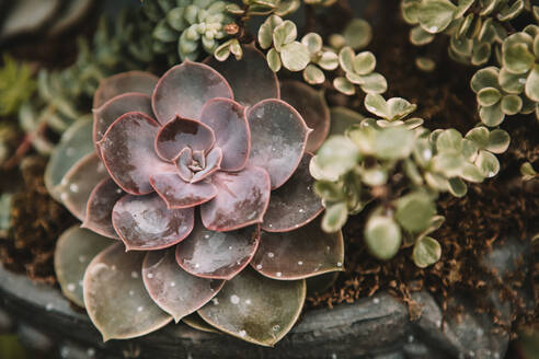 Overhead View Of Succulent And Plant Stockphoto