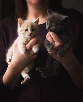 Close Up Of A Woman Holding A Small Adorable Kitten In Each Hand Stockphoto