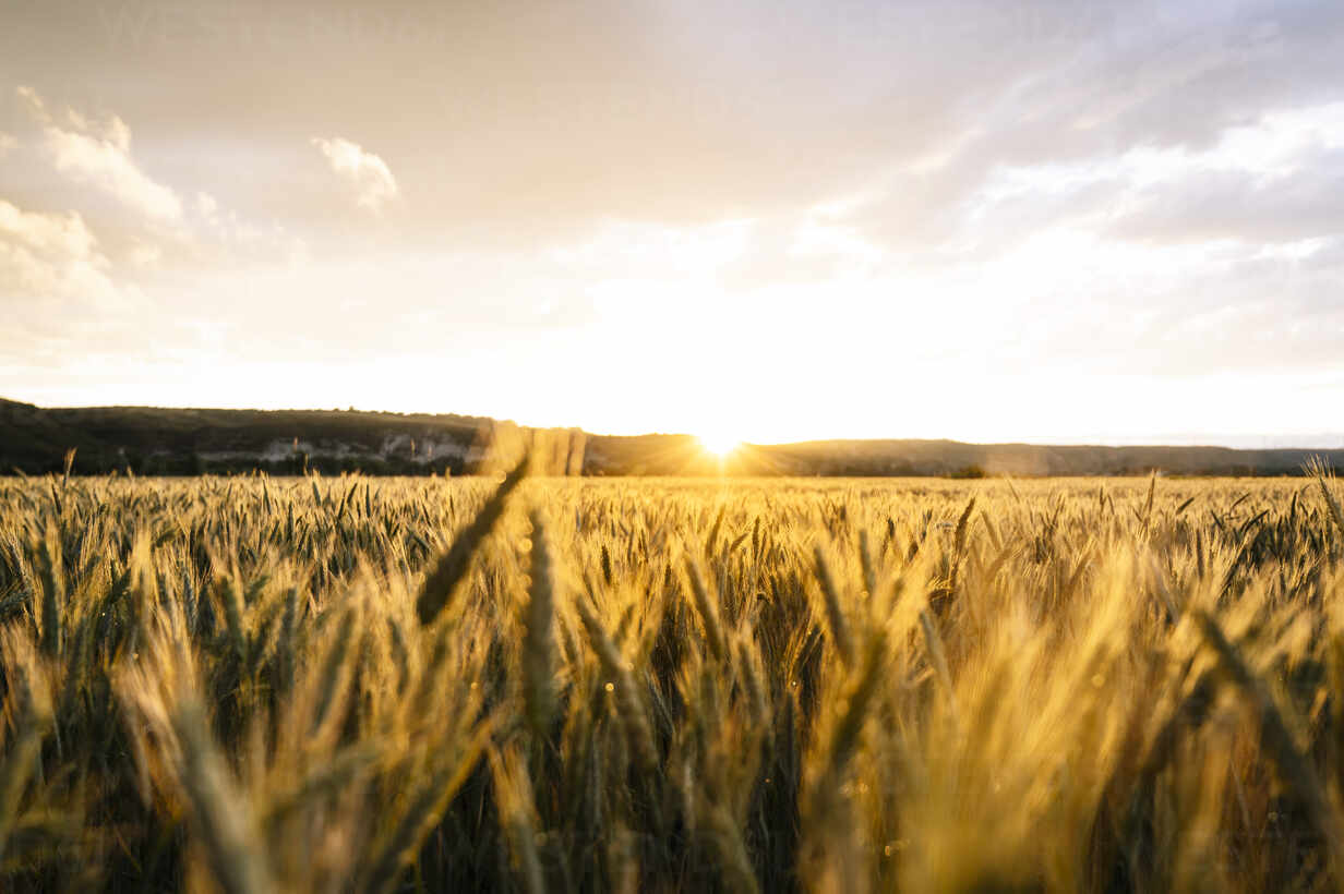 Scenic View Of Wheat Field Against Sky During Sunset Stockphoto