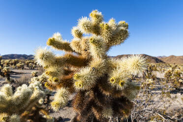 Usa California Cholla Cacti In Joshua Tree National Park Runf03675 Michael Runkel Westend61