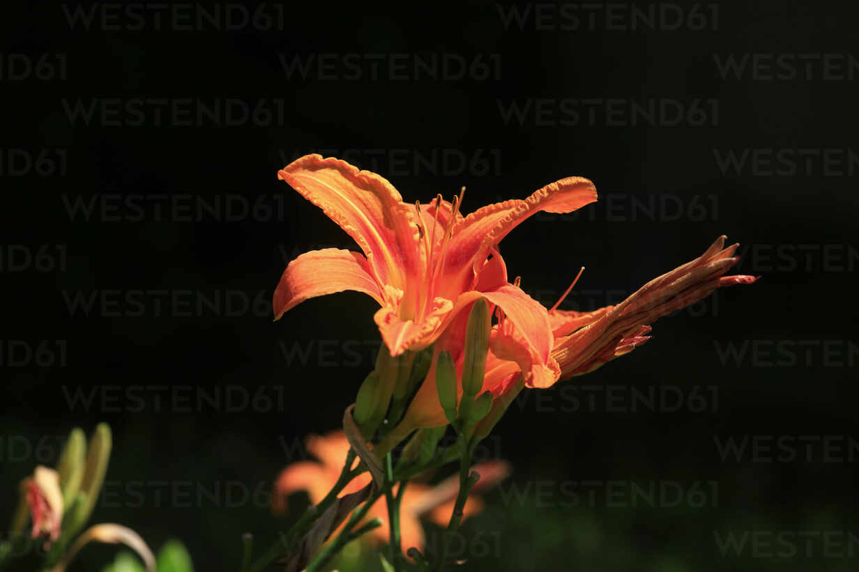 Orange Lilies Blooming In Summer Jtf Thomas Jager Westend61