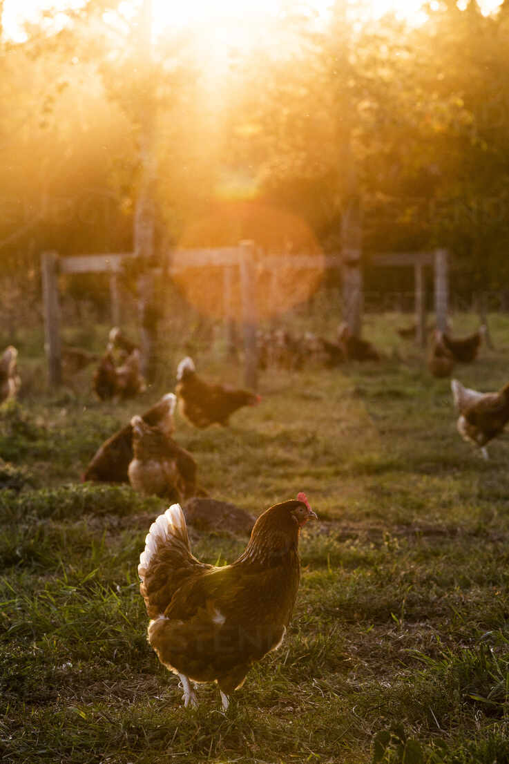 Free Range Chickens Outdoors In Early Morning Light On An Organic Farm Stockphoto