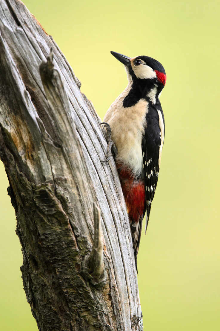 Side View Of Closeup Wild Woodpecker Sitting On Tree On Blurred Background Adsf Addictive Stock Creatives