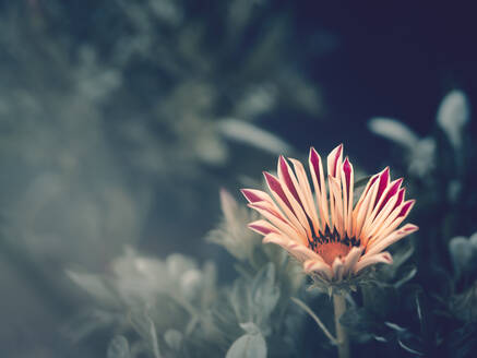 Close Up Of Yellow Flowering Plant In Field Against Sky Stockphoto