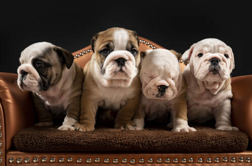 27 HQ Images British Bulldog Puppies Near Me : Cute British Bulldog Puppy Is Standing On A Tiled Floor Pet Stock Photo Picture And Royalty Free Image Image 109639196