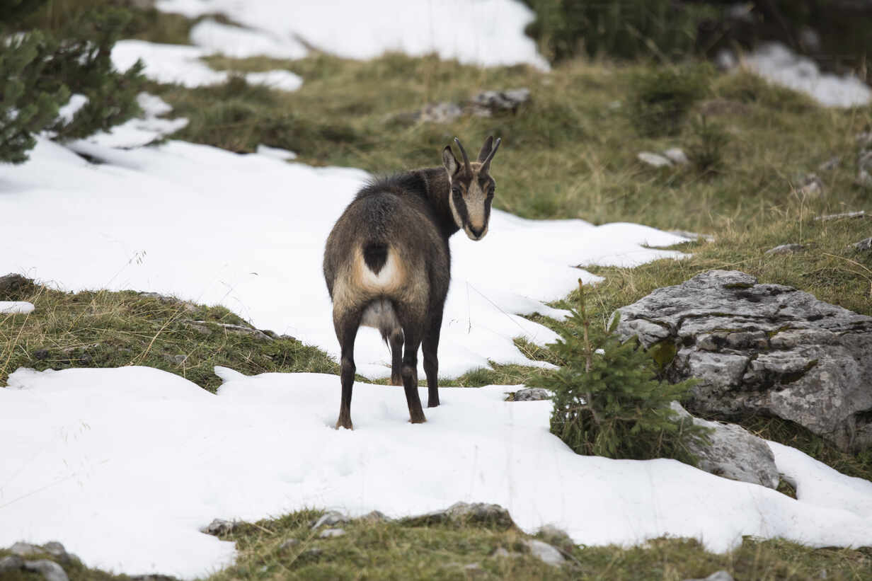 Chamois Rupicapra Rupicapra Standing In Snow And Looking Back At Camera Stockphoto