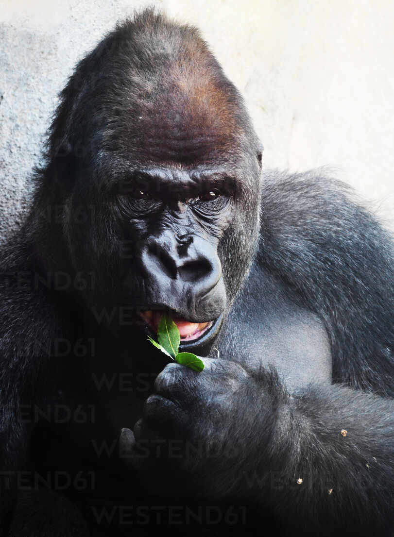 Adult Silverback Gorilla Eating A Plant Cavf Cavan Images Westend61