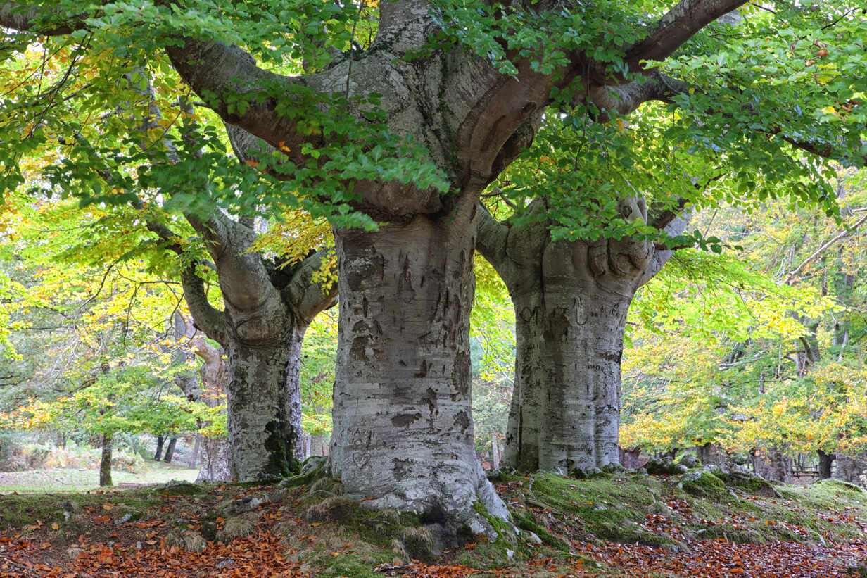 Large Trees At Gorbea Natural Park Stockphoto